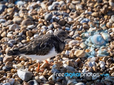 Ruddy Turnstone (arenaria Interpres) On The Beach In Hastings Stock Photo