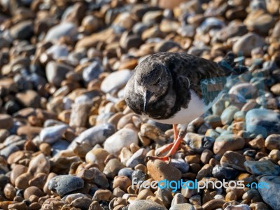 Ruddy Turnstone (arenaria Interpres) On The Beach In Hastings Stock Photo