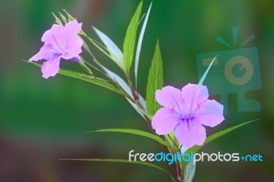 Ruellia Tuberosa Flower Focus Lower One Stock Photo