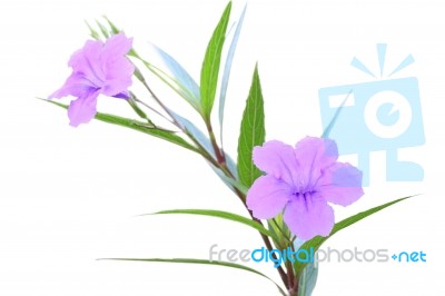 Ruellia Tuberosa Flower Focus Lower One On White Background Stock Photo