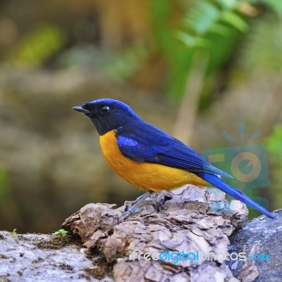 Rufous-bellied Niltava Stock Photo