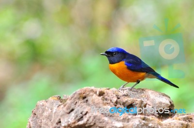 Rufous-bellied Niltava Bird Stock Photo