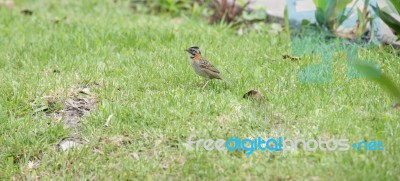 Rufous-collared Sparrow (zonotrichia Capensis) Stock Photo