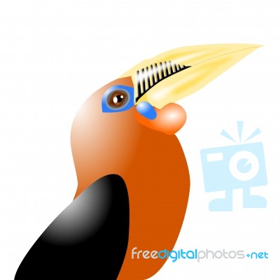 Rufous Necked Hornbill Stock Image