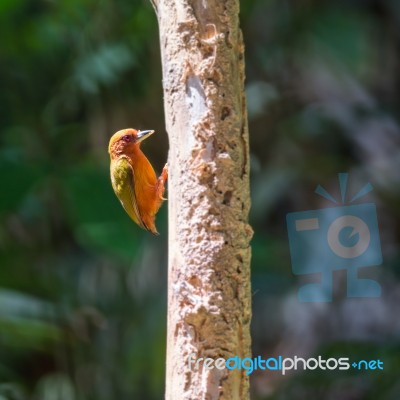 Rufous Piculet Stock Photo