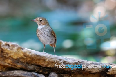 Rufous-tailed Robin Stock Photo