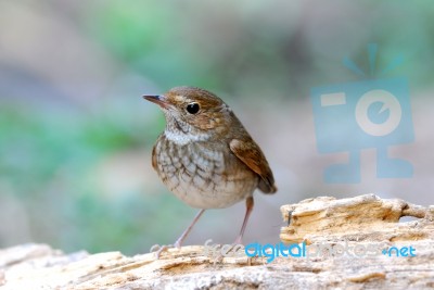 Rufous-tailed Robin Stock Photo