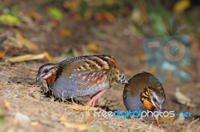 Rufous-throated Partridge Stock Photo