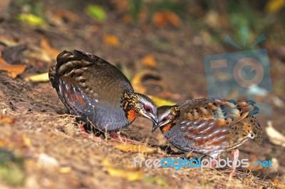 Rufous-throated Partridge Stock Photo