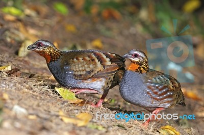 Rufous-throated Partridge Stock Photo