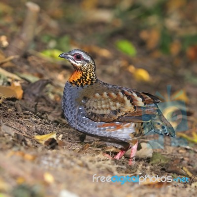 Rufous-throated Partridge Stock Photo