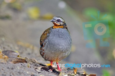 Rufous-throated Partridge Bird Stock Photo