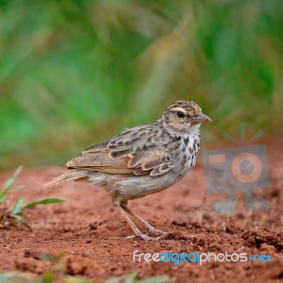 Rufous-winged Bushlark Stock Photo