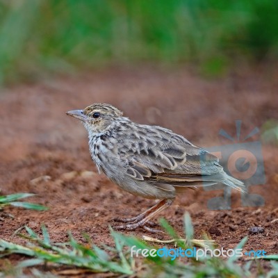 Rufous-winged Bushlark Stock Photo