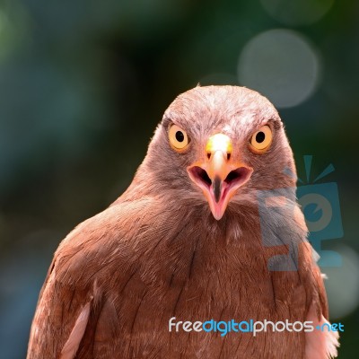 Rufous-winged Buzzard Stock Photo