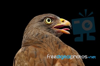 Rufous-winged Buzzard Stock Photo