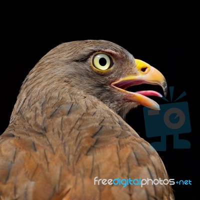 Rufous-winged Buzzard Stock Photo