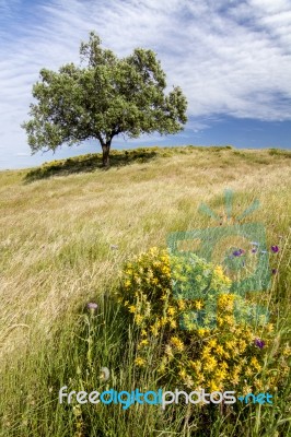 Rural Countryside Stock Photo