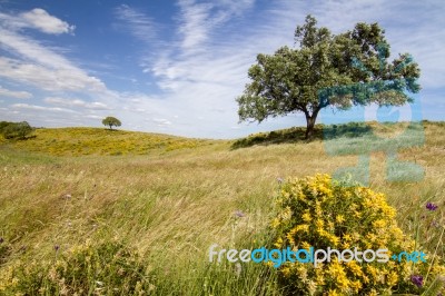 Rural Countryside Stock Photo