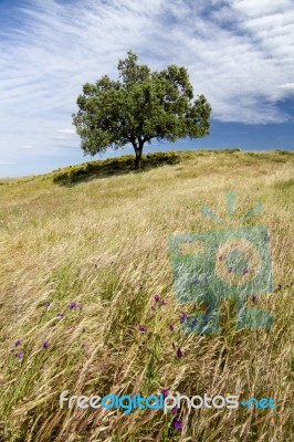 Rural Countryside Stock Photo