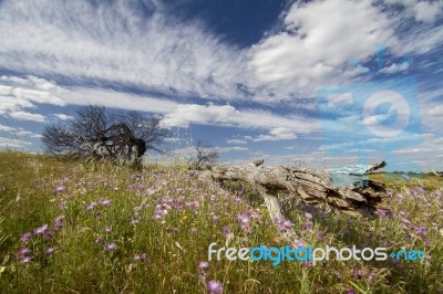 Rural Countryside Stock Photo