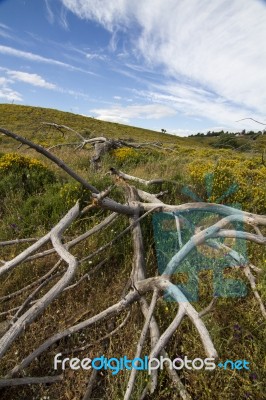 Rural Countryside Stock Photo