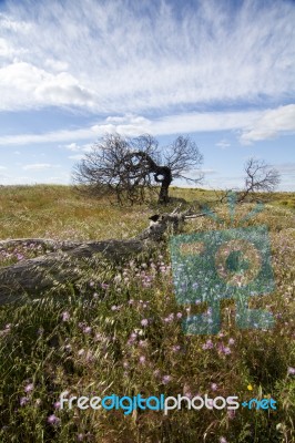 Rural Countryside Stock Photo