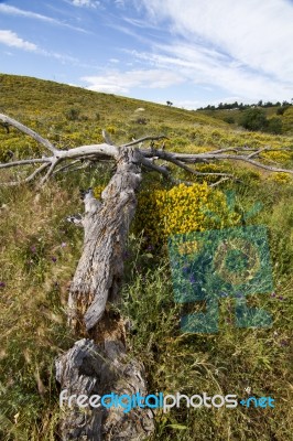 Rural Countryside Stock Photo