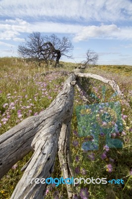 Rural Countryside Stock Photo