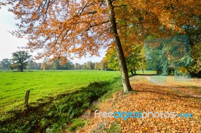 Rural Fall Landscape With Colored Leaves And Green Meadow Stock Photo