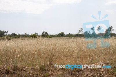 Rural Meadows On The Algarve Region Stock Photo