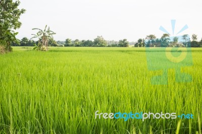 Rural Rice Field Green Grass Stock Photo