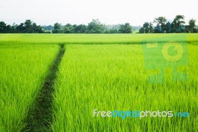 Rural Rice Field Green Grass Stock Photo