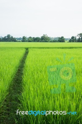 Rural Rice Field Green Grass Stock Photo