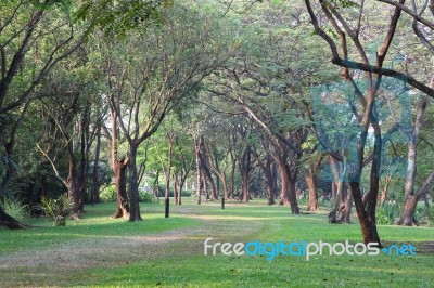 Rural Way Of Tree In Public Park Stock Photo