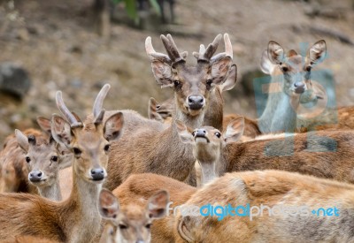 Rusa Deer Stock Photo