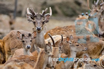 Rusa Deer Stock Photo