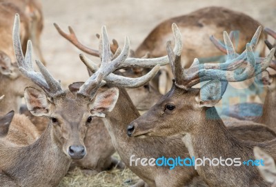 Rusa Deer Stock Photo