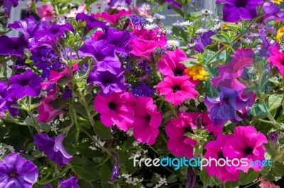 Rusper, Sussex/uk - June 26 : Close-up Of A Window Box Outside A… Stock Photo