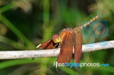 Russet Dragonfly Or Neurothemis Fulvia Female Stock Photo