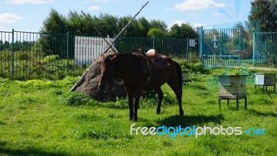 Russia Moscow Country Side Horses Stock Photo