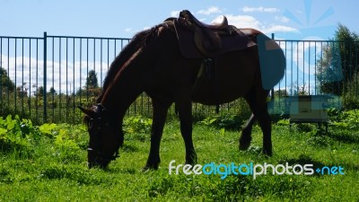 Russia Moscow Country Side Horses Stock Photo