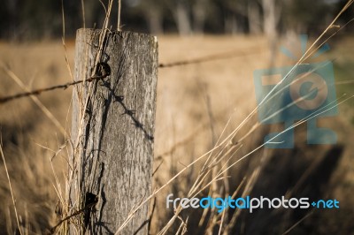 Rusted Sharp Timber And Metal Barb Wire Fence Stock Photo