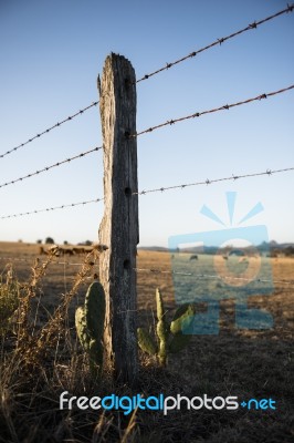 Rusted Sharp Timber And Metal Barb Wire Fence Stock Photo