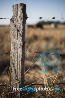 Rusted Sharp Timber And Metal Barb Wire Fence Stock Photo