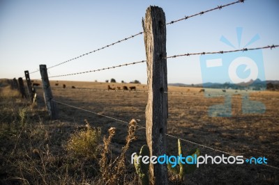 Rusted Sharp Timber And Metal Barb Wire Fence Stock Photo