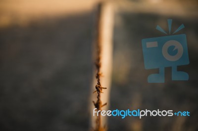 Rusted Sharp Timber And Metal Barb Wire Fence Stock Photo