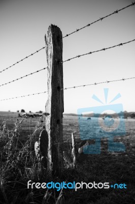 Rusted Sharp Timber And Metal Barb Wire Fence Stock Photo