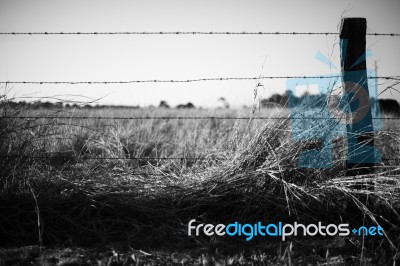 Rusted Sharp Timber And Metal Barb Wire Fence Stock Photo