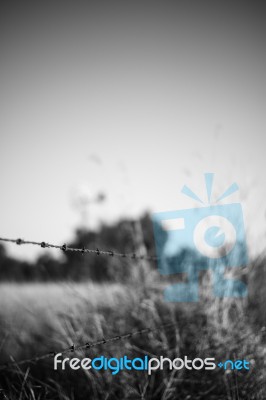 Rusted Sharp Timber And Metal Barb Wire Fence Stock Photo